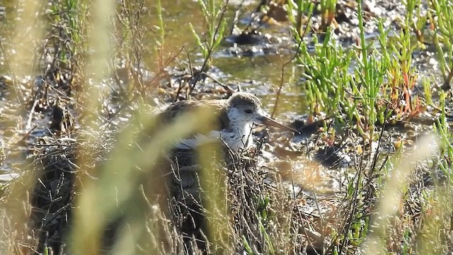 Cigüeñuela Común - ML201631291