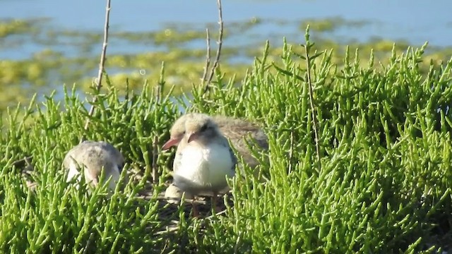 Крячок річковий (підвид hirundo/tibetana) - ML201631301