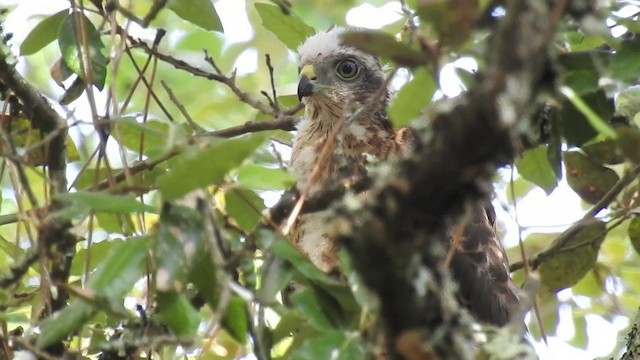 Eurasian Sparrowhawk - ML201631341