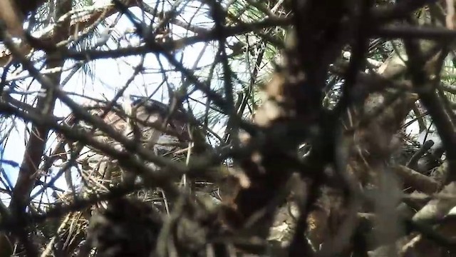 Western Marsh Harrier - ML201631351