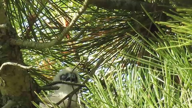 Eurasian Hobby - ML201631361