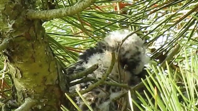 Eurasian Hobby - ML201631371