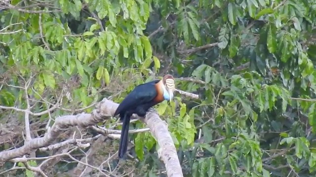 Sumba Hornbill - ML201631401