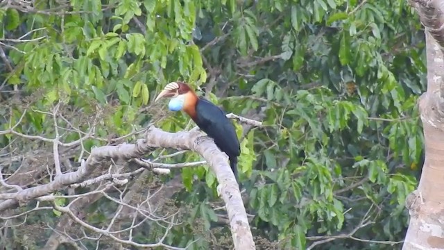 Sumba Hornbill - ML201631411