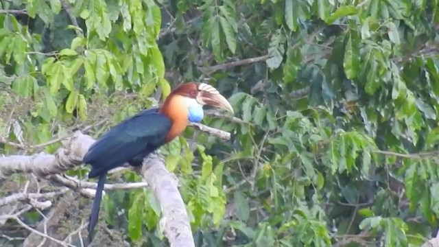 Sumba Hornbill - ML201631421