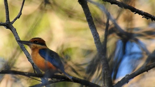 Cinnamon-banded Kingfisher - ML201631461