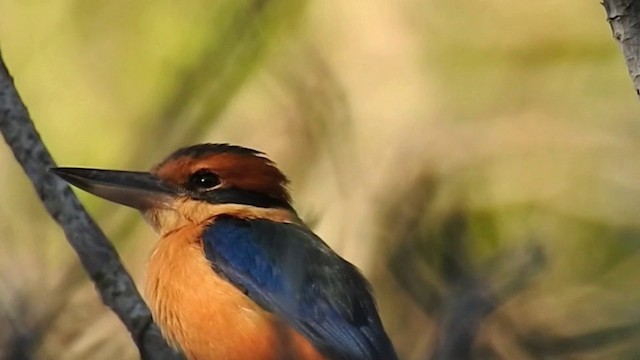 Cinnamon-banded Kingfisher - ML201631471