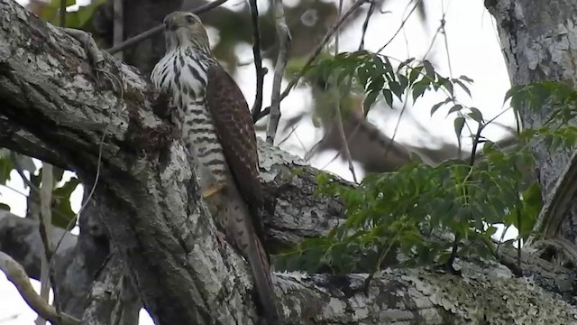 Brown Goshawk - ML201631521