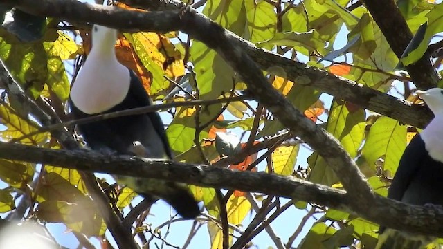 Red-naped Fruit-Dove - ML201631581