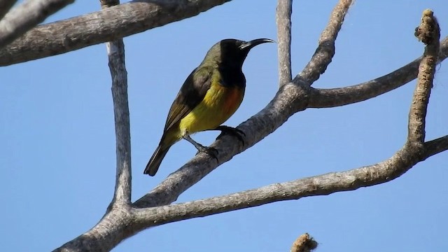 Apricot-breasted Sunbird - ML201631601