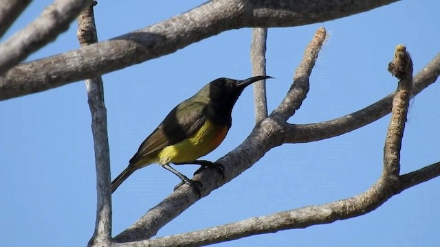 Apricot-breasted Sunbird - ML201631611