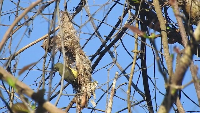 Apricot-breasted Sunbird - ML201631641