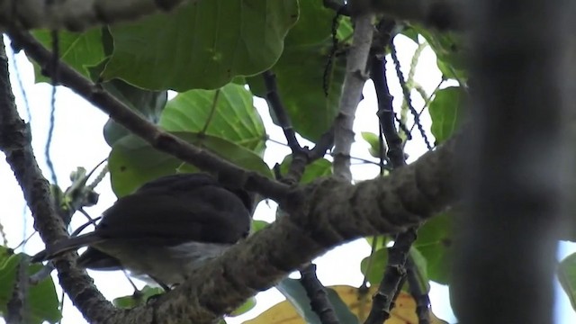 Sumba Jungle Flycatcher - ML201631661