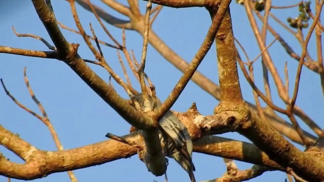 Pale-shouldered Cicadabird - ML201631671