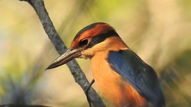 Cinnamon-banded Kingfisher - ML201631701