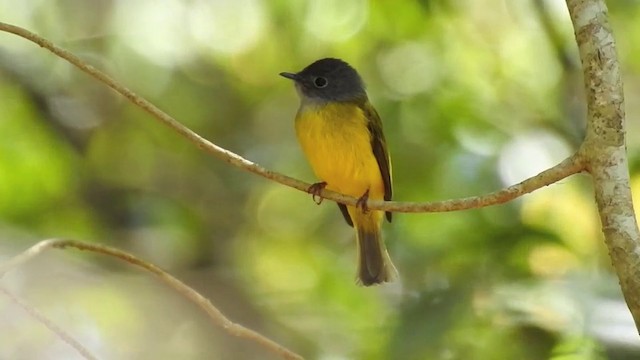 Gray-headed Canary-Flycatcher - ML201631711