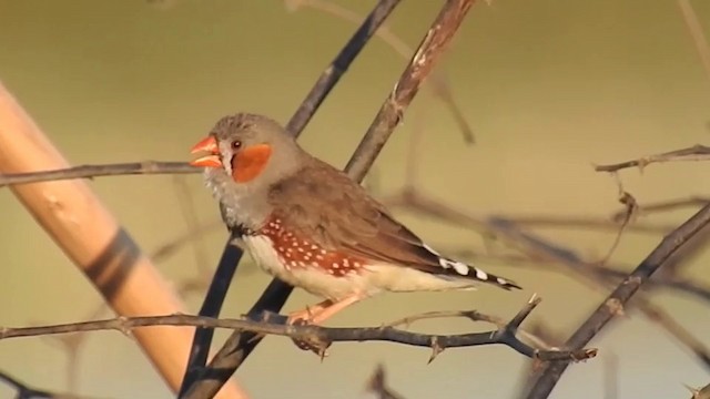 Zebra Finch (Lesser Sundas) - ML201631721