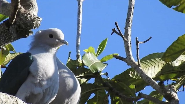 Green Imperial-Pigeon (Green) - ML201631741