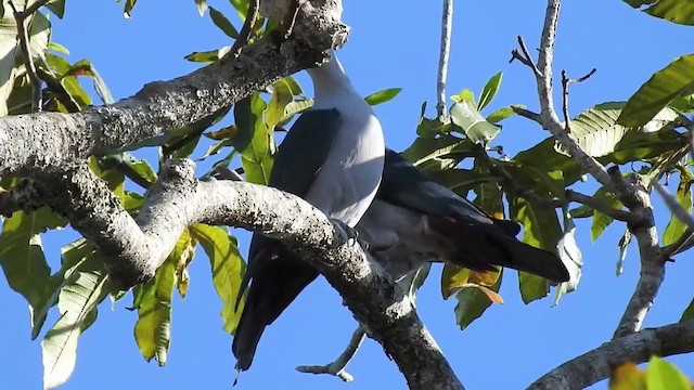 Green Imperial-Pigeon (Green) - ML201631751