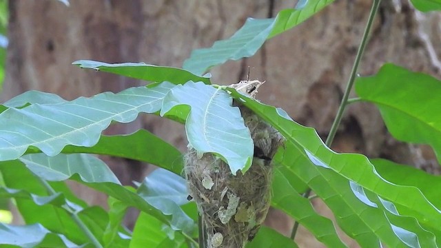 Plain Gerygone - ML201631781