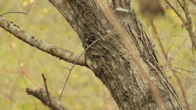 Rhipidure à ventre chamois (rufiventris/pallidiceps) - ML201631821