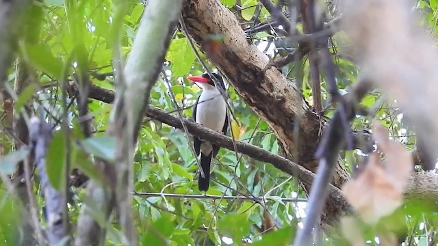 White-rumped Kingfisher - ML201631891