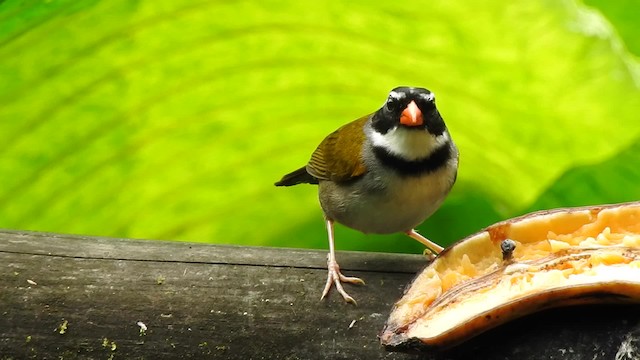 アカハシシズカシトド（aurantiirostris グループ） - ML201631911