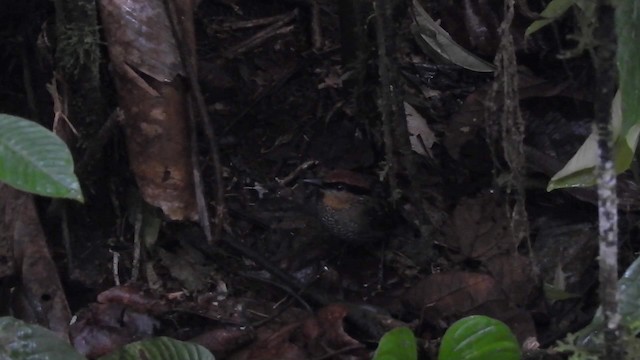 Rufous-crowned Antpitta - ML201631941