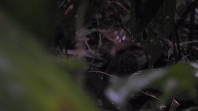 Rufous-crowned Antpitta - ML201631951