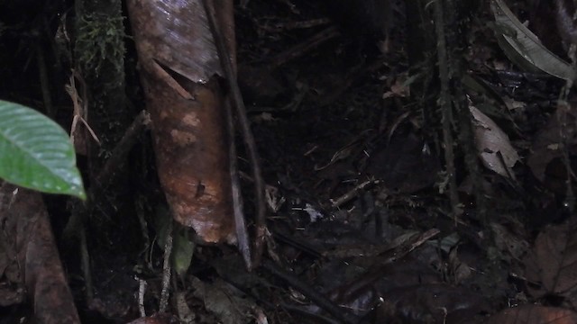 Rufous-crowned Antpitta - ML201631961