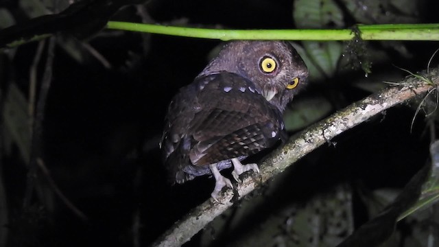 Choco Screech-Owl - ML201631971