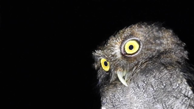 Choco Screech-Owl - ML201632001