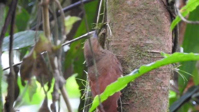 Northern Barred-Woodcreeper (Western) - ML201632011