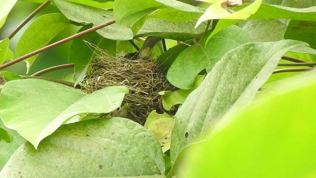 Variable Seedeater (Variable) - ML201632021