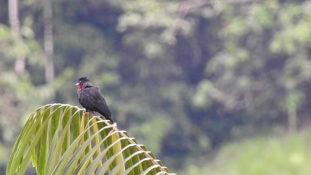 Purple-throated Fruitcrow - ML201632031