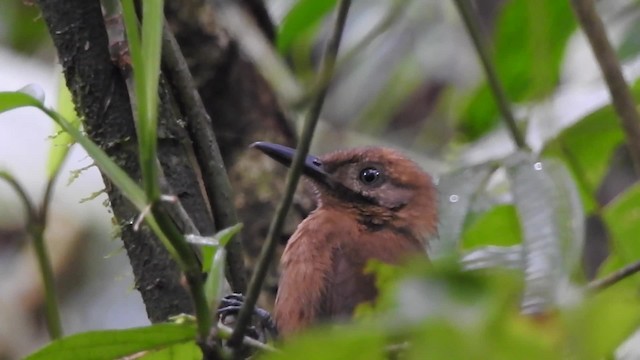 Plain-brown Woodcreeper (Plain-brown) - ML201632051