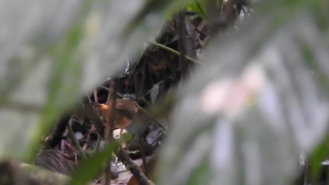 Buff-rumped Warbler - ML201632061