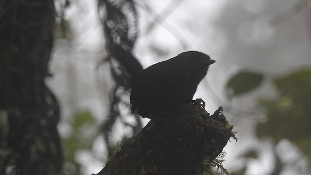 Nariño Tapaculo - ML201632071