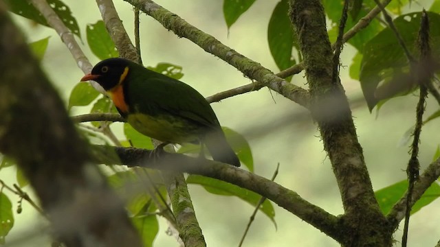 Orange-breasted Fruiteater - ML201632081