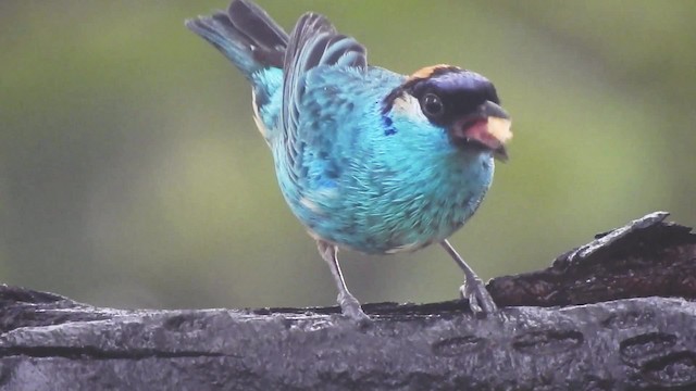 Golden-naped Tanager (Golden-naped) - ML201632121