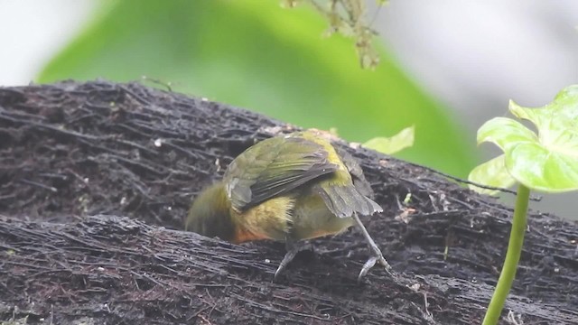 ハシナガフウキンチョウ - ML201632151