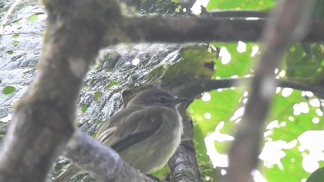 grønnelenia (viridicata gr.) - ML201632221