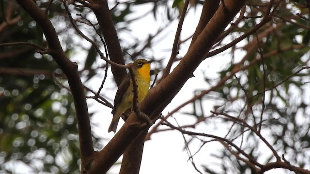 Ryukyu Flycatcher - ML201632291