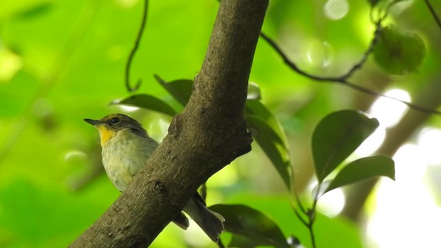 Ryukyu Flycatcher - ML201632301