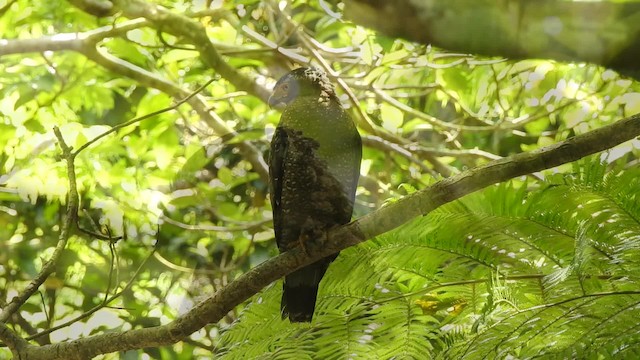 Crested Serpent-Eagle (Ryukyu) - ML201632311