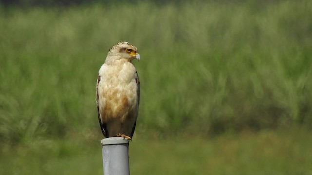 Crested Serpent-Eagle (Ryukyu) - ML201632321