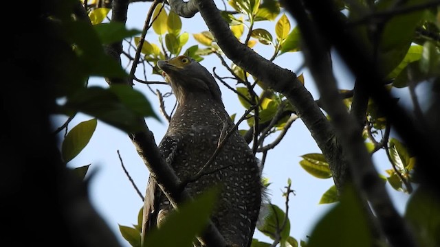 Crested Serpent-Eagle (Ryukyu) - ML201632331