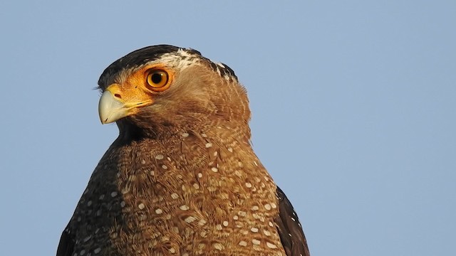 Crested Serpent-Eagle (Ryukyu) - ML201632341