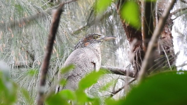 Malayan Night Heron - ML201632371