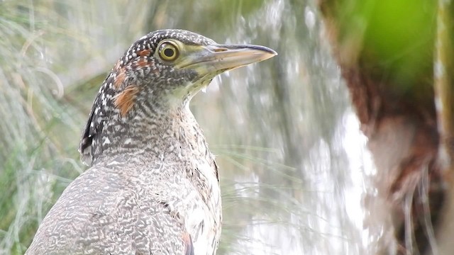 Malayan Night Heron - ML201632381